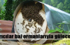 Bal ormanları arıcılığı uçuracak