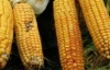 Çin'den ABD'ye mısır resti!