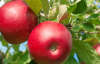 Diş sağlığı için elma tüketin