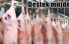 Et üretimine devlet desteği geliyor