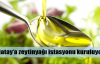 Hatay'a zeytin istasyonu kuruluyor