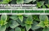 Japonlar ısırgan üretimini inceleyecek