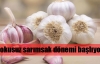 Kokusuz sarımsak dönemi başlıyor