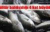  Kültür balıkçılığı 4 kat büyüdü