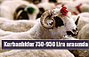 Kurbanlıklar 750-950 lira arasında