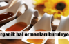 Organik bal ormanları kuruluyor