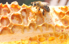 Propolis hücreleri yeniliyor