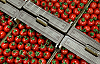 Rusya'dan domates üreticisine müjde