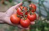 Rusya'ya domates ihracatı 14 kat arttı