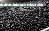 Yasak pirinç Antalya'da ortaya çıktı