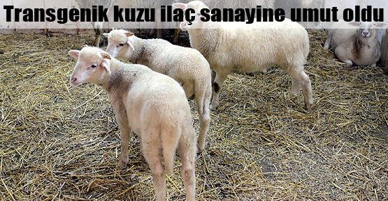 Transgenik kuzu umut oldu