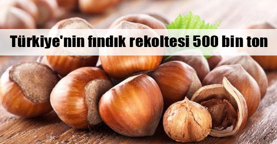 Türkiye'nin fındık rekoltesi açıklandı