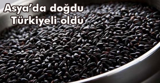 Türkiye'nin ilk siyah pirinci tescil yolunda