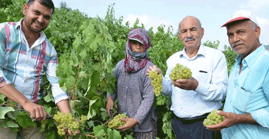 Üzümde yüksek rekolte sevindirdi