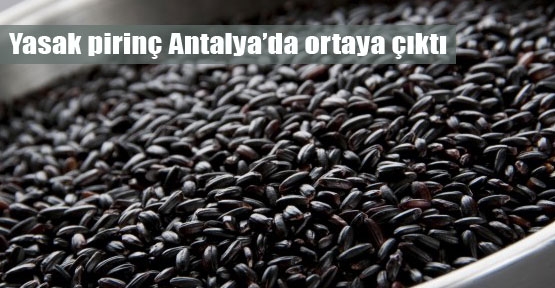 Yasak pirinç Antalya'da ortaya çıktı