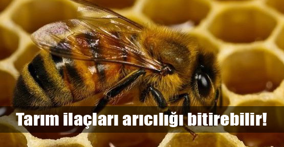 Yasaklı tarım ilaçları arıcılığı bitiriyor!