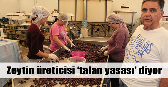 Zeytin üreticisi diken üstünde!