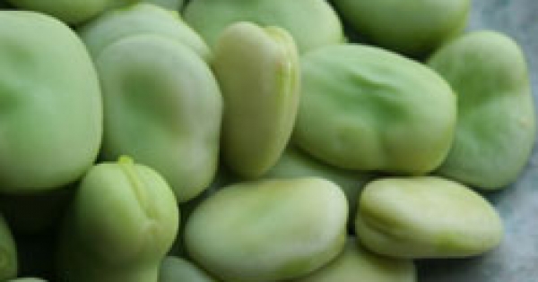 Taze bakla ilaç gibi