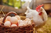 Yumurtacı tavuklara yeni standart geldi