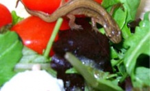 Salatasının içinden öyle bir şey çıktı ki!
