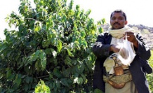 Kahve yeniden Yemen'den gelecek