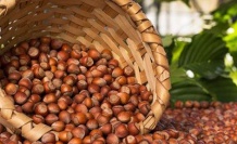 Erdoğan, fındık fiyatlarını açıkladı!