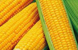 TMO’ya 500 bin ton mısır ithali yetkisi