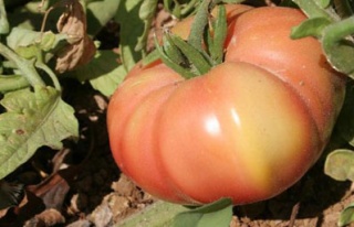 Tohum savaşının galibi pembe domates!