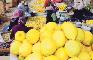 Türkiye yerli limon armut ve avokado üretti