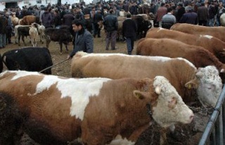 Kurbanlık fiyatları açıklandı