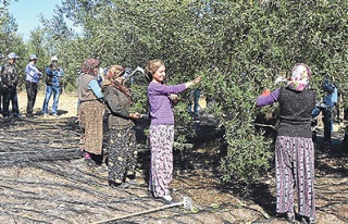 Türkiye artık zeytinde Şampiyonlar Ligi’nde