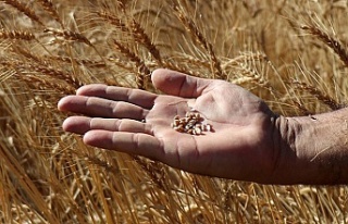 Kuraklığa karşı yeni tohum çeşitleri