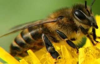 Arılar artık zehirlenmeyecek