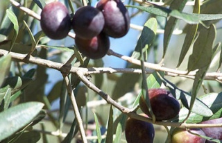 Zeytin üretimi teşvik edilecek