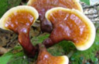 Mucize mantar reishi Zonguldak'ta