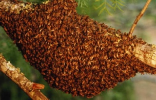 Arı kolonileri neden yok oluyor?