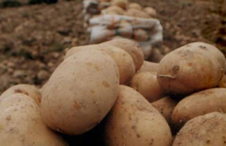 Yerli patates tohumu üretimi başlıyor