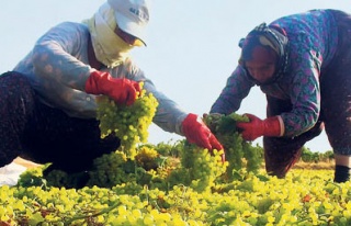 Kısa mesajla üzüm rekoltesi yüzde 45 arttı