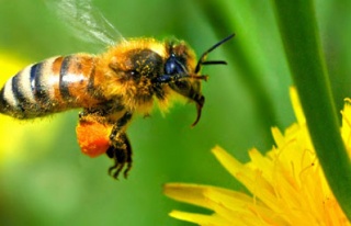 Arılar vizeli yolculuk yapacak