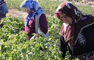 Başarı öyküleri belgesel oldu