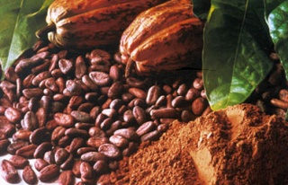 Üretim geriledi kakao fiyatları yükselebilir