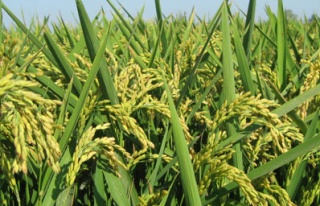 Pirinç üretiminde rekor artış bekleniyor