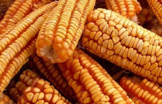 GDO’lu Amerikan mısırına Rus yasağı