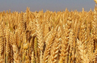 Üretici buğday hasadına sevinçli başlıyor