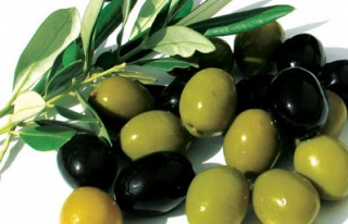 Zeytin üreticisinin gözü birincilikte