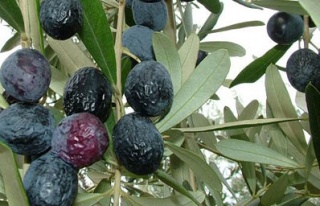 Zeytin alım fiyatları açıklandı