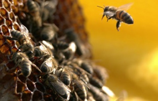Toz ilaç yasaklandı arılar kurtuldu