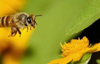 'Yığılca arısı' koruma altında