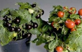 Tesco’nun mor domatesleri Agrobay’dan