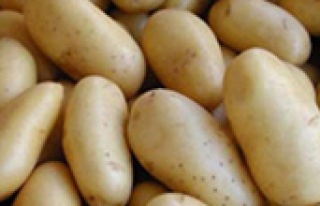 Zam şampiyonu patates!